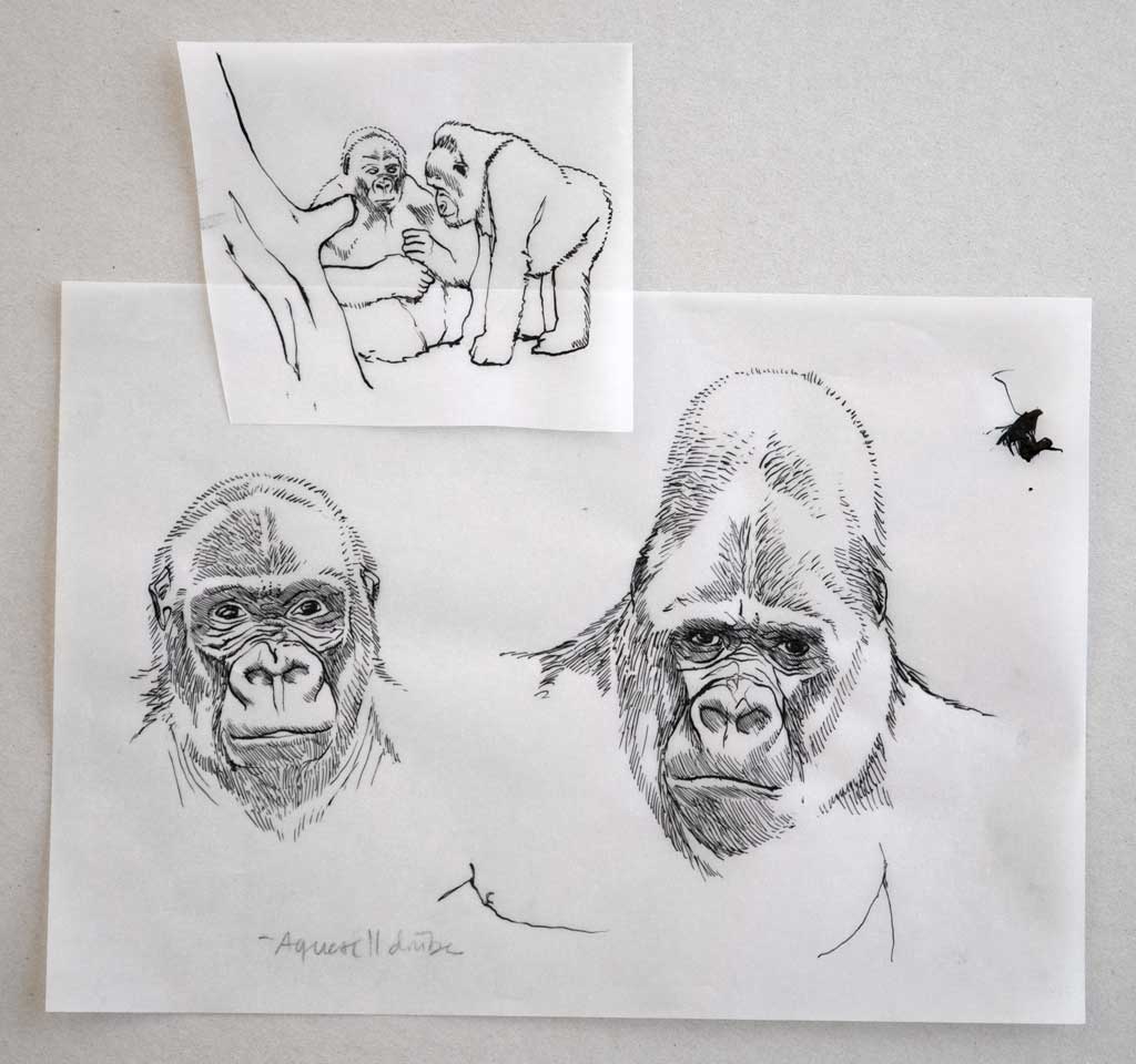 gorilla3